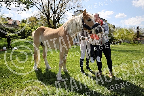 First May - Labor Day at the Belgrade Hippodrome.Prvi maj, praznik rada na beogradskom Hipodromu.