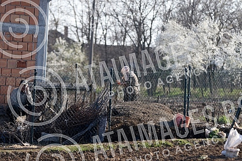 Life in Smederevska Palanka - Senior citizens respect the ban on going out and staying only in their yard and on their landZivot u Smederevskoj Palanci - stariji sugradjani postuju zabranu kretanja i borave samo u svom dvoristu i na svojoj zemlji.