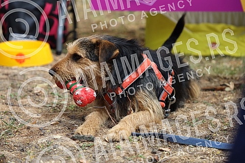 The first regional festival of dogs of all breeds called 