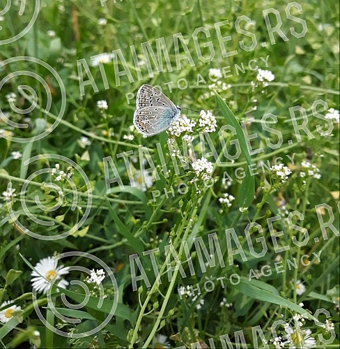 Spring in Belgrade.Prolece u Beogradu.