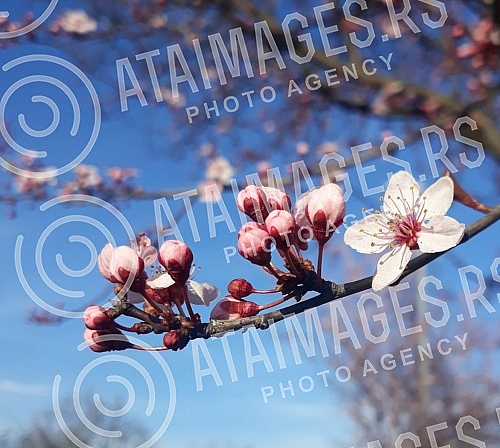 The fruit trees are in bloom. Drvece vocki je  procvetalo. 