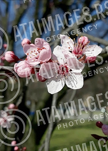 The fruit trees are already in bloom.Drvece vocki je vec procvetalo. 