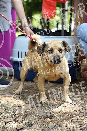 The first regional festival of dogs of all breeds called 