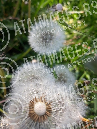 The grasshopper stands on a dandelion seed head.  Skakavac stoji na maslacku.