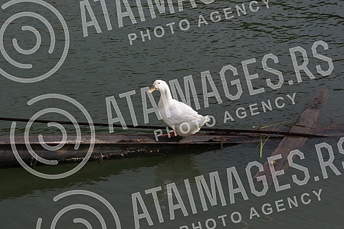 View of Belgrade from the river Sava.
Pogled na Beograd sa reke Save. View of Belgrade from the river Sava.
Pogled na Beograd sa reke Save.