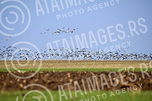 Every year, up to ten thousand cranes gather on the salt lake, Slano Kopovo, which is located in Basaid, on the road Novi Becej - Kikinda, which come before winter and stay there until February, March.Svake godine se na slanom jezeru, Slano Kopovo,