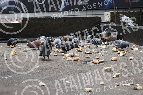 There is a relaxed festive atmosphere on the streets of Belgrade.Na ulicama Beograda vlada opustena praznicna atmosfera.