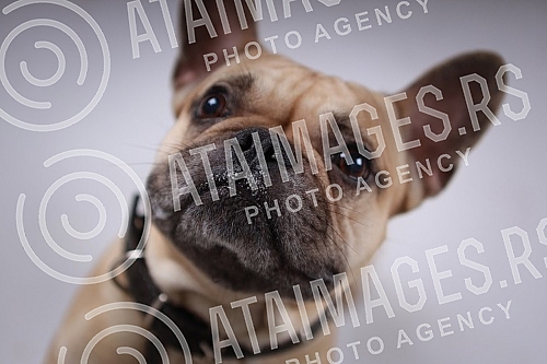 A cute brown french bulldog puppy.Slatko stene smedjeg francuskog buldoga. 
