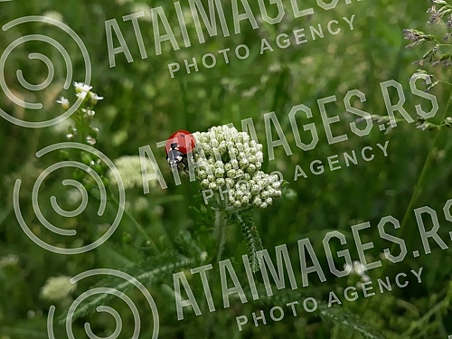 Spring in Belgrade and insects in the meadows.Prolece u Beogradu i insekti na livadama.
