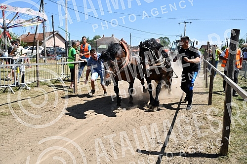 In the valley of the West Morava in the village of Tavnik, halfway between Kraljevo and Cacak, the Straparijada was held, one of the largest in this part of the country.U dolini Zapadne Morave u selu Tavnik, na pola puta izmedju Kraljeva i Cacka, o