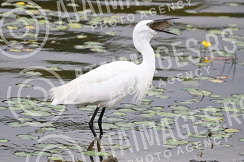 The white heron eats fish.Bela caplja jede ribu.