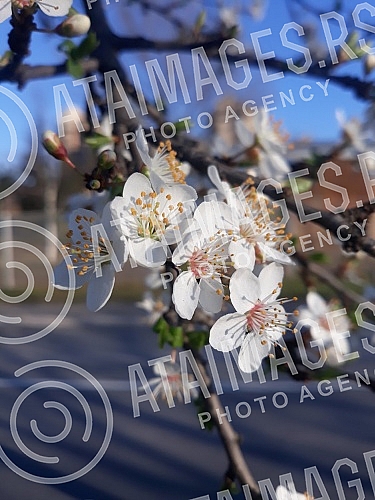 The fruit trees are in bloom. Drvece vocki je  procvetalo. 