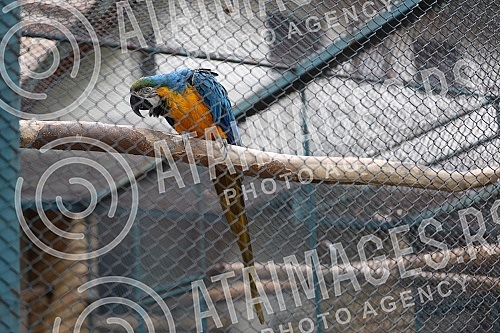 A walk through the Belgrade Zoo.Setnja beogradskim zooloskim vrtom.