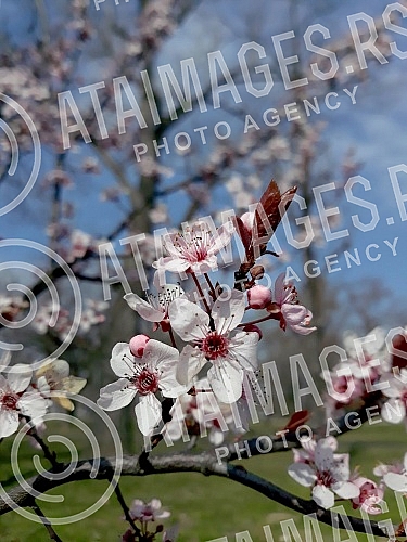 The fruit trees are already in bloom.Drvece vocki je vec procvetalo. 