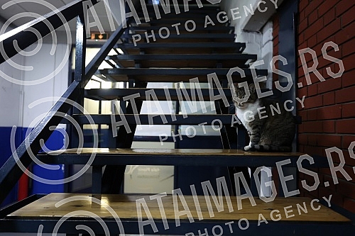 The open training of KK Crvena zvezda mts before the match with KK Panathinaikos was held in the Aleksandar Nikolic hall.Otvoreni trening KK Crvena zvezda mts pred utakmicu sa KK Panatinaikosom odrzan je u hali Aleksandar Nikolic.