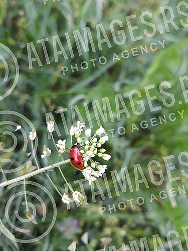 Ladybug on leaf.
Bubamara na listu. Ladybug on leaf.
Bubamara na listu.