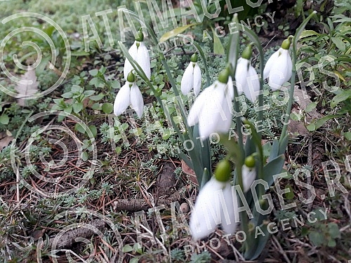 Although it is still winter in the calendar, the first snowdrops have already blossomed.Iako je kalendarski jos zima prve visibabe su vec procvetale