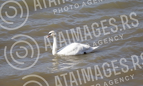 Swans on the promenade May 25 on the banks of the Danube.Labudovi na setalistu 25. maj na obali Dunava.