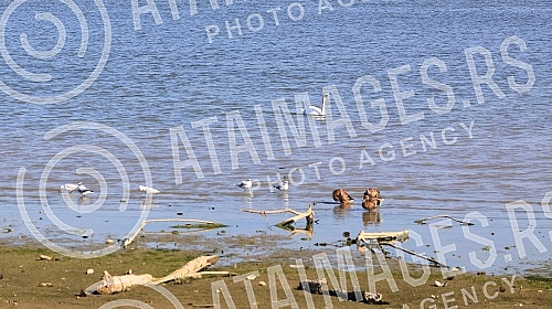Low water level on the Danube River.Nizak vodostaj na reci Dunav.