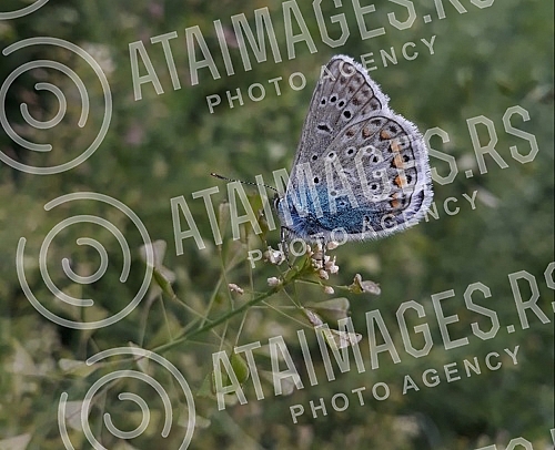 Spring in Belgrade and insects in the meadows.Prolece u Beogradu i insekti na livadama.