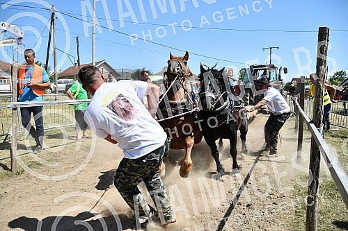 In the valley of the West Morava in the village of Tavnik, halfway between Kraljevo and Cacak, the Straparijada was held, one of the largest in this part of the country.U dolini Zapadne Morave u selu Tavnik, na pola puta izmedju Kraljeva i Cacka, o