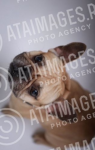 A cute brown french bulldog puppy.Slatko stene smedjeg francuskog buldoga. 