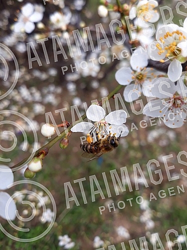 The fruit trees are already in bloom.
Drvece vocki je vec procvetalo. The fruit trees are already in bloom.
Drvece vocki je vec procvetalo.