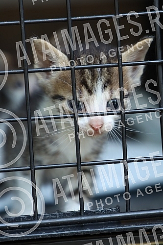 The first regional festival of dogs of all breeds called 