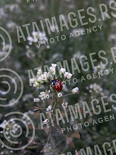 Ladybug on leaf.
Bubamara na listu. Ladybug on leaf.
Bubamara na listu.