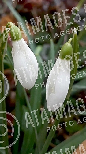 Although it is still winter in the calendar, the first snowdrops have already blossomed.Iako je kalendarski jos zima prve visibabe su vec procvetale