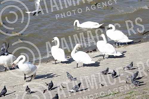 Swans on the promenade May 25 on the banks of the Danube.
Labudovi na setalistu 25. maj na obali Dunava.
Swans on the promenade May 25 on the banks of the Danube.
Labudovi na setalistu 25. maj na obali Dunava.