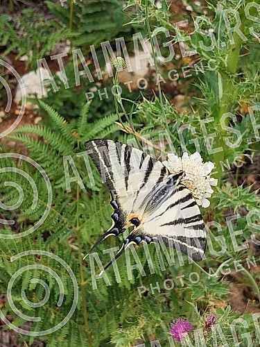 The beauties of Tara National Park.Lepote Nacionalnog parka Tara.