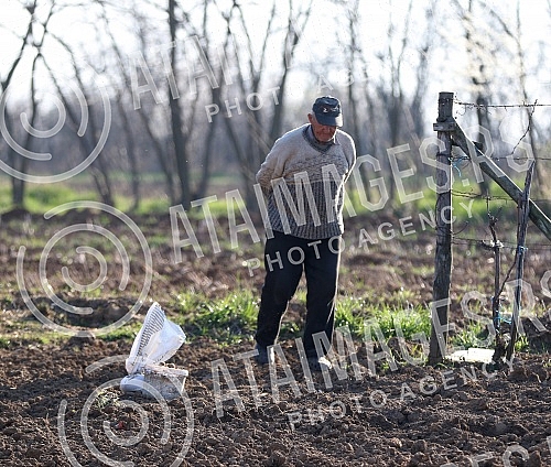Life in Smederevska Palanka - Senior citizens respect the ban on going out and staying only in their yard and on their landZivot u Smederevskoj Palanci - stariji sugradjani postuju zabranu kretanja i borave samo u svom dvoristu i na svojoj zemlji.