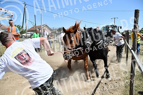 In the valley of the West Morava in the village of Tavnik, halfway between Kraljevo and Cacak, the Straparijada was held, one of the largest in this part of the country.U dolini Zapadne Morave u selu Tavnik, na pola puta izmedju Kraljeva i Cacka, o