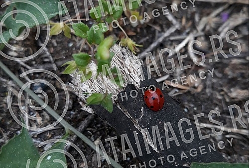 Spring in Belgrade and insects in the meadows.Prolece u Beogradu i insekti na livadama.