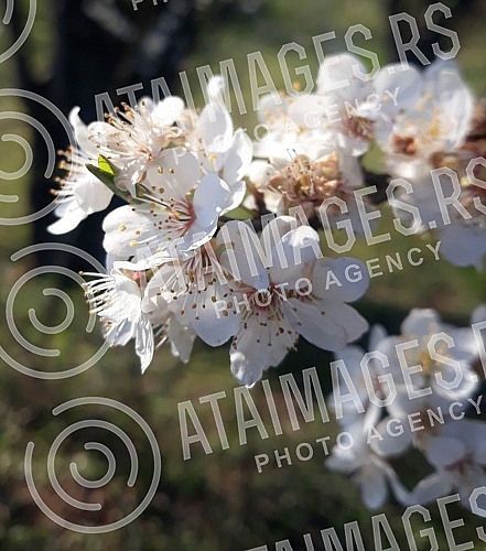 The fruit trees are in bloom. Drvece vocki je  procvetalo. 