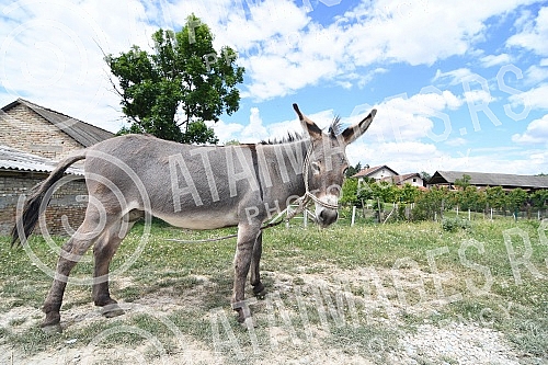 Donkey in the yard.Magarence u dvoristu.