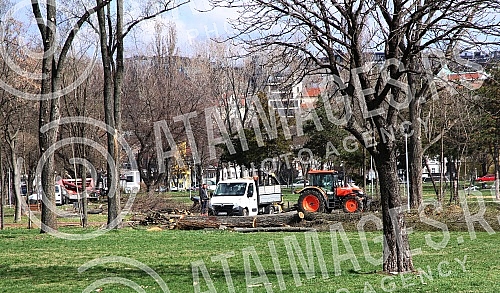Cutting trees on Usce and Kalemegdan, as a preparation for mounting a gondola over the Sava River.Seca drveca na Uscu i Kalemegdanu, kao priprema za postavljanje gondole preko reke Save