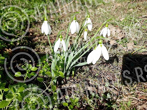 Although it is still winter in the calendar, the first snowdrops have already blossomed.Iako je kalendarski jos zima prve visibabe su vec procvetale