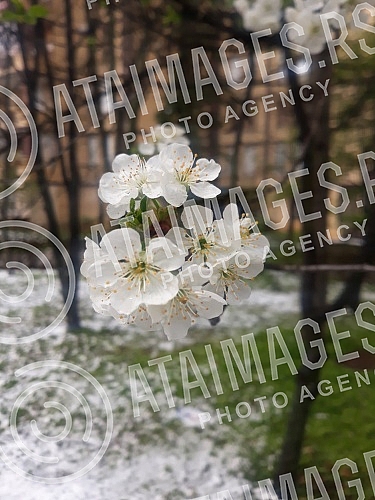 Blossoming trees and snow in April. Procvetalo drvece i sneg u aprilu. 