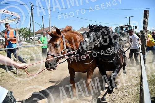 In the valley of the West Morava in the village of Tavnik, halfway between Kraljevo and Cacak, the Straparijada was held, one of the largest in this part of the country.U dolini Zapadne Morave u selu Tavnik, na pola puta izmedju Kraljeva i Cacka, o