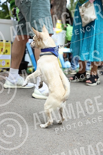 The first regional festival of dogs of all breeds called 