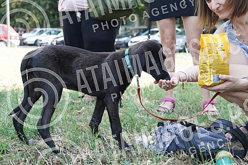 Animal rights protest in front of the Veterinary Administration.Protest za prava zivotinja ispred Uprave za veterinu.