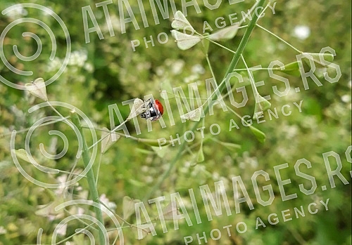 Spring in Belgrade.Prolece u Beogradu.