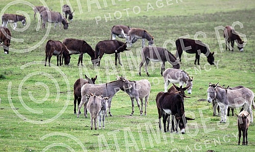 A herd of donkeys grazing in Koviljski rit near Novi Sad.Krdo magaraca na ispasi u Koviljskom ritu kod Novog Sada.