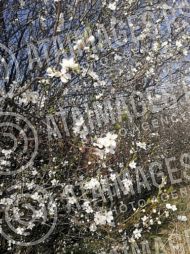 Although a drop in temperature is announced, blossoming trees and flowers herald spring.Iako se najavljuje pad temperature, procvala stabla i cvece najavljuju prolece.