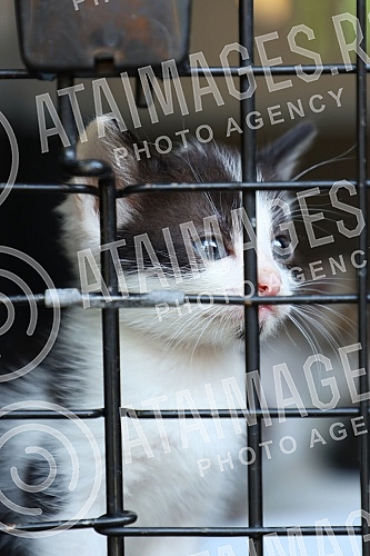 The first regional festival of dogs of all breeds called 