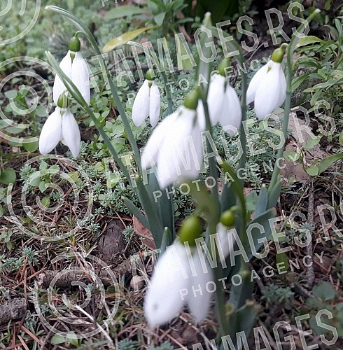Although it is still winter in the calendar, the first snowdrops have already blossomed.Iako je kalendarski jos zima prve visibabe su vec procvetale