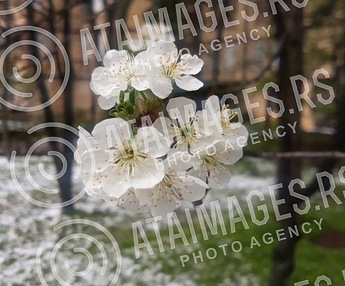 Blossoming trees and snow in April. Procvetalo drvece i sneg u aprilu. 