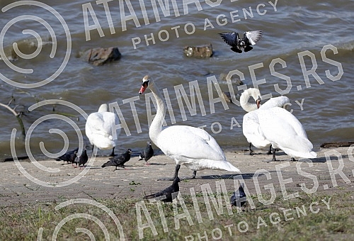 Swans on the promenade May 25 on the banks of the Danube.Labudovi na setalistu 25. maj na obali Dunava.